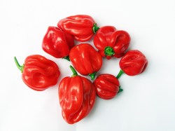 scotch bonnet red